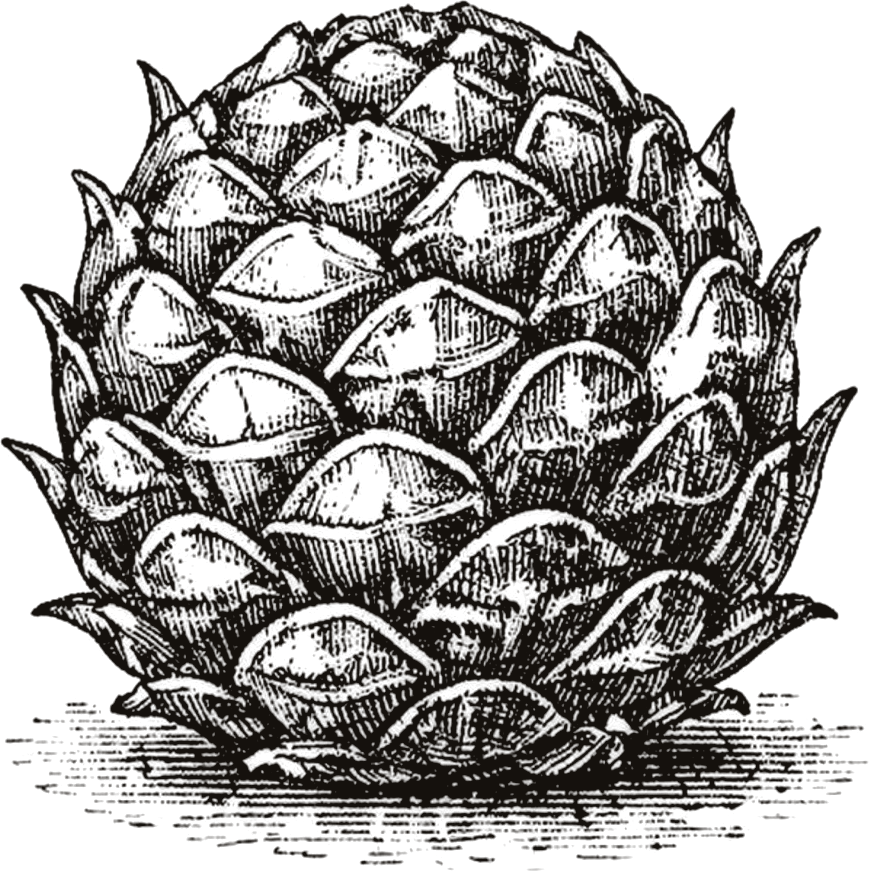 Cook — engraving