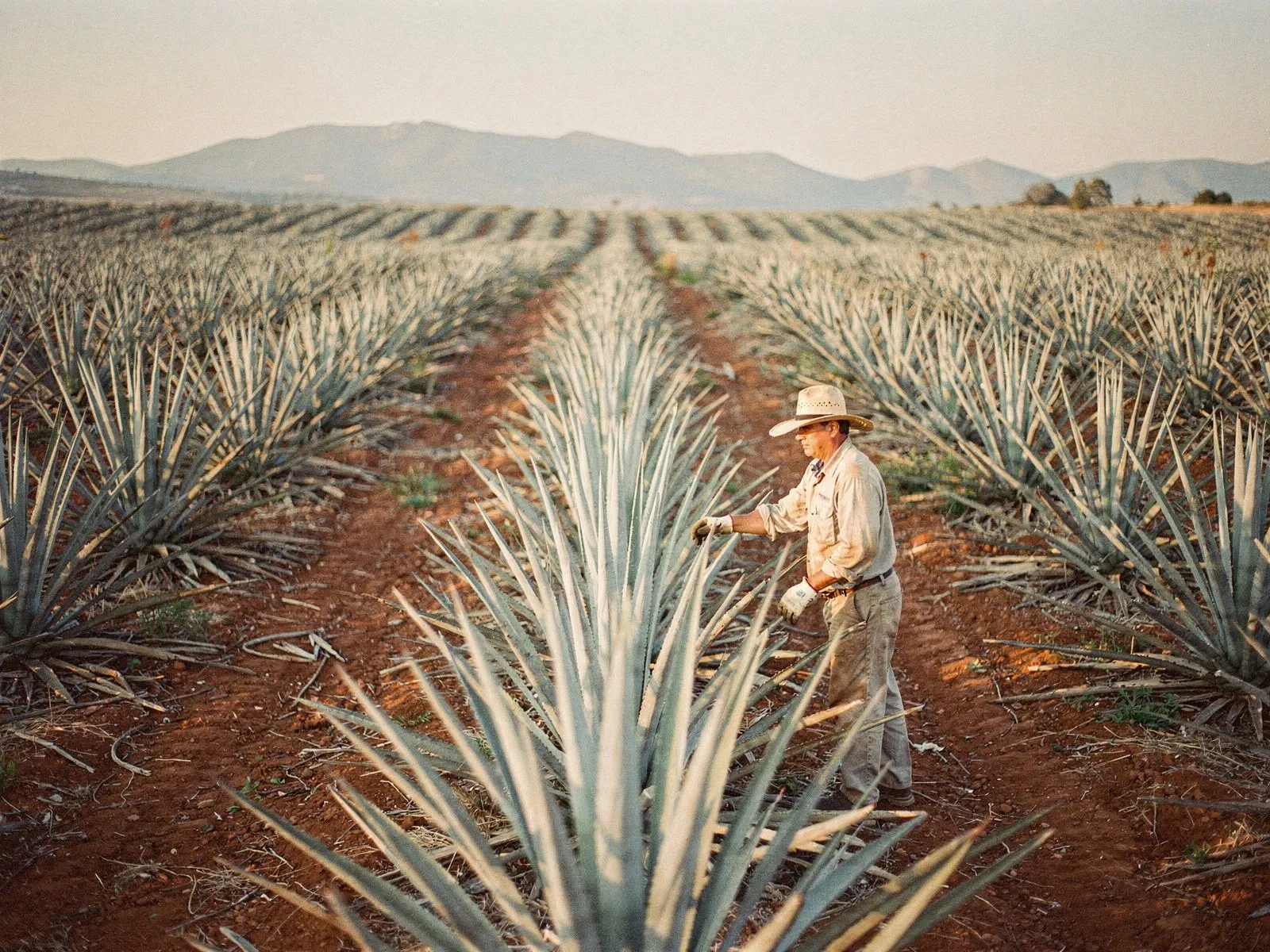 Rows of blue agave on a Jalisco farm, a jimador working among them at golden hour